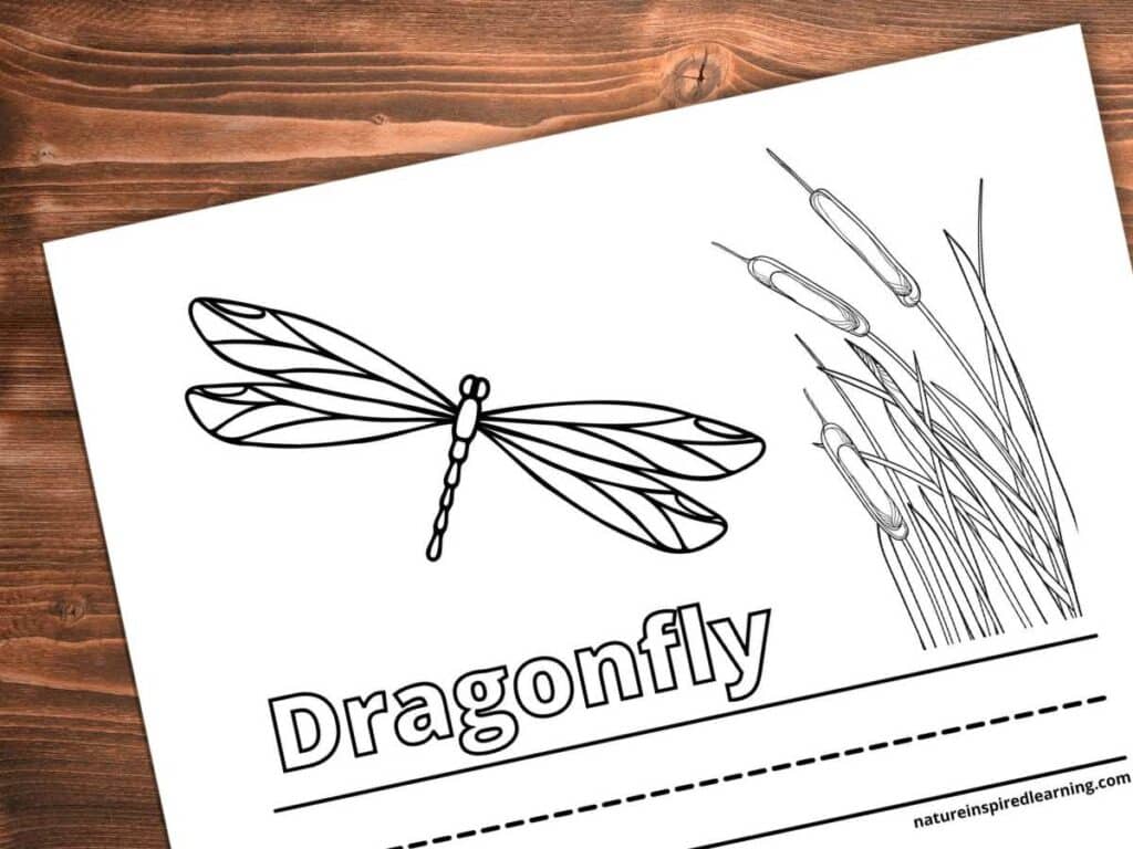Color and write dragonfly coloring page with a simple dragonfly outline and collection of cattails. Word Dragonfly written in outline form with lines to write below. Printable on a wooden background