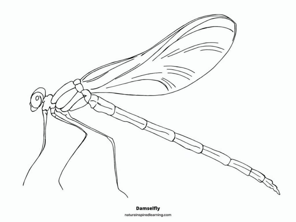 black and white image of a damselfly coloring sheet. Realistic design