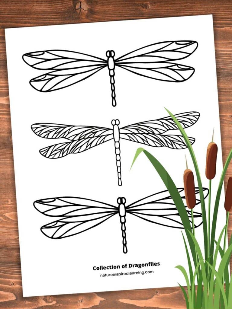 black and white printable dragonfly coloring page with three realistic images of dragonflies. Printable on a wooden background with cattail clipart bottom right corner.