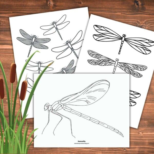 Realistic Dragonfly Coloring Pages - Nature Inspired Learning