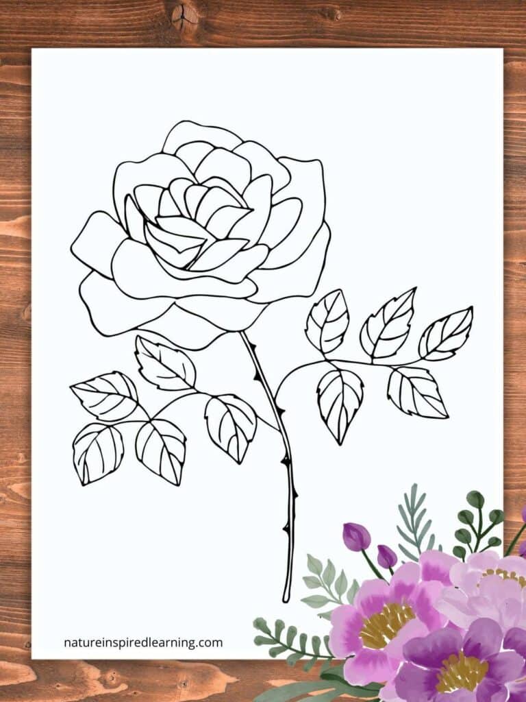 Large rose blooming on a single stem with thorns and two sets of leaves. Black and white printable on a wooden background with purple rose clipart bottom right corner