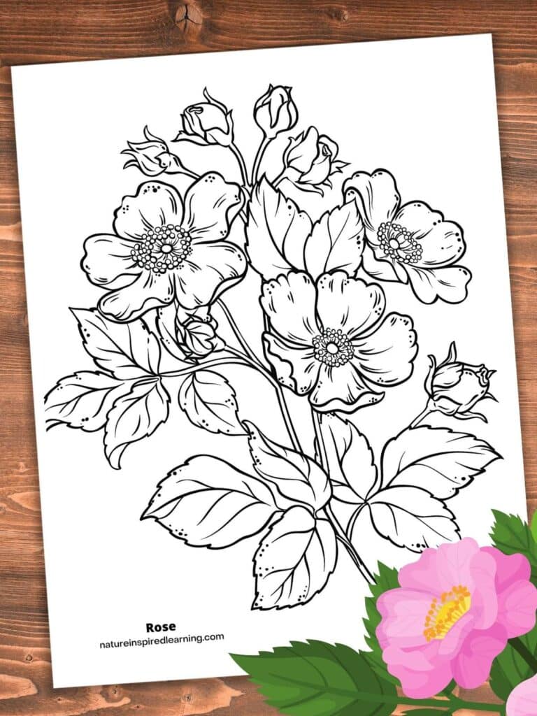 rose coloring sheet with a collection of blooming roses, rose buds, and green leaves. Pink wild rose bottom right corner. Printable on wooden background