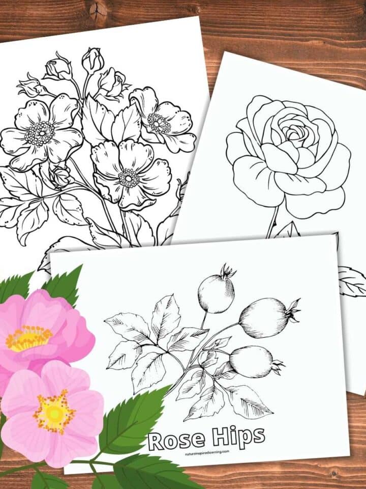 collection of three realistic rose coloring sheets on a wooden background. Light pink rose with green leaves and red rose hips bottom left corner. Printables have black and white images of blooming roses and rose hips.