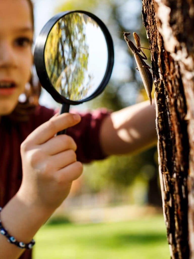 a child holding a magnifying lens up against a tree with a praying mantis on it.