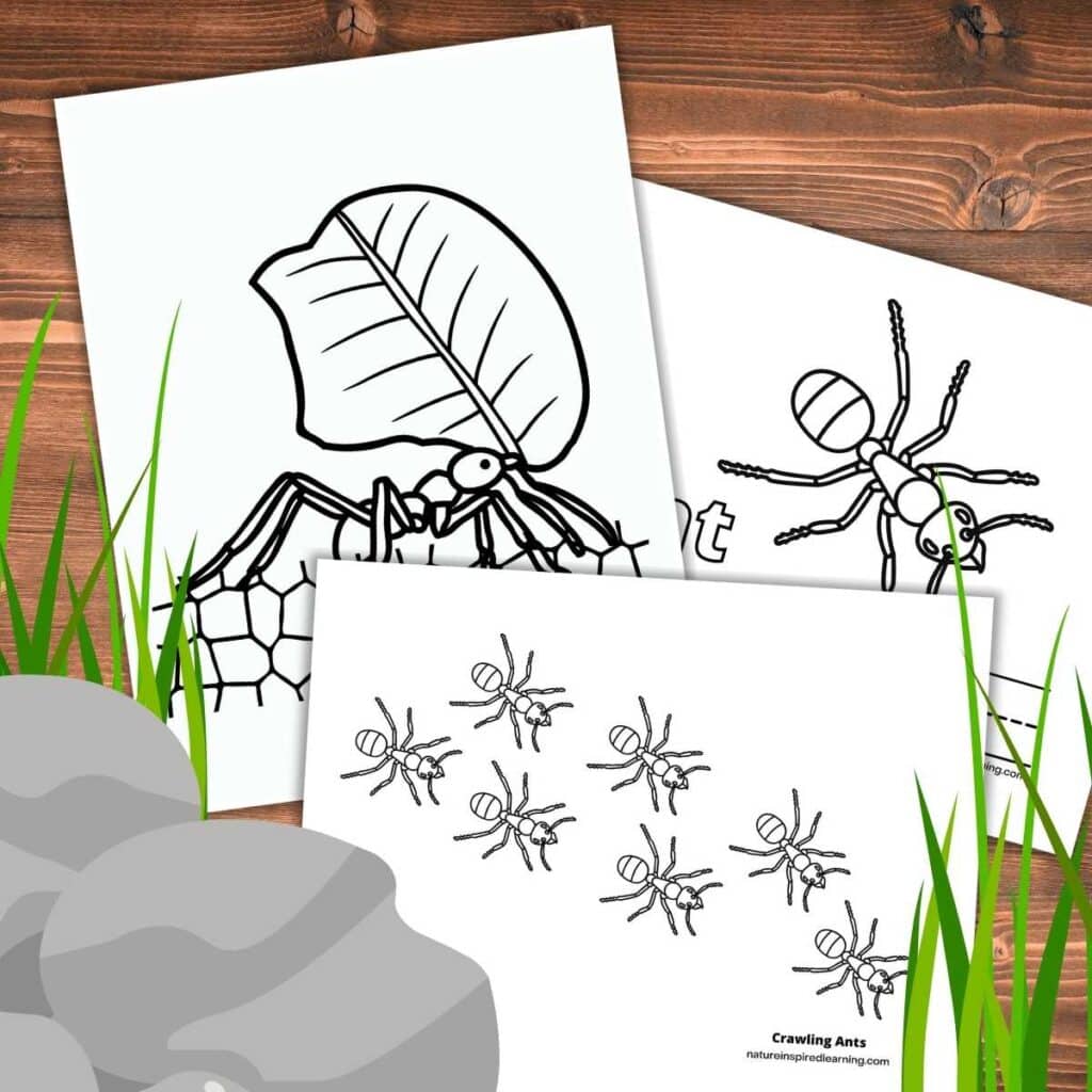 three ant coloring sheets with simple designs overlapping on a wooden background. Grey rocks and green grass bottom corner.
