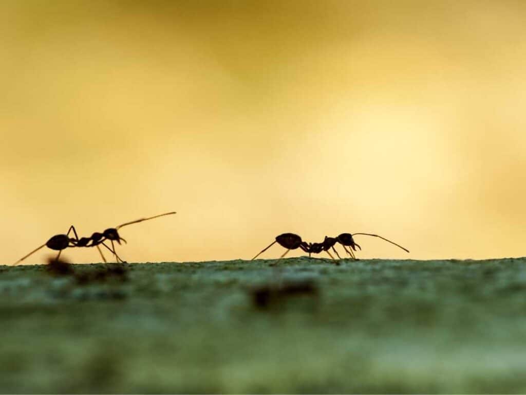 two black ants walking in a line on the green ground yellow sky in background