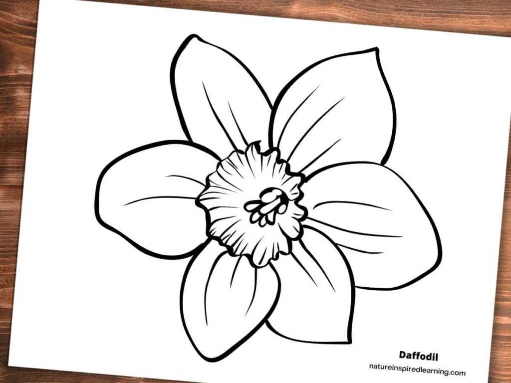 large black and white daffodil flower blooming. Printable on wooden background