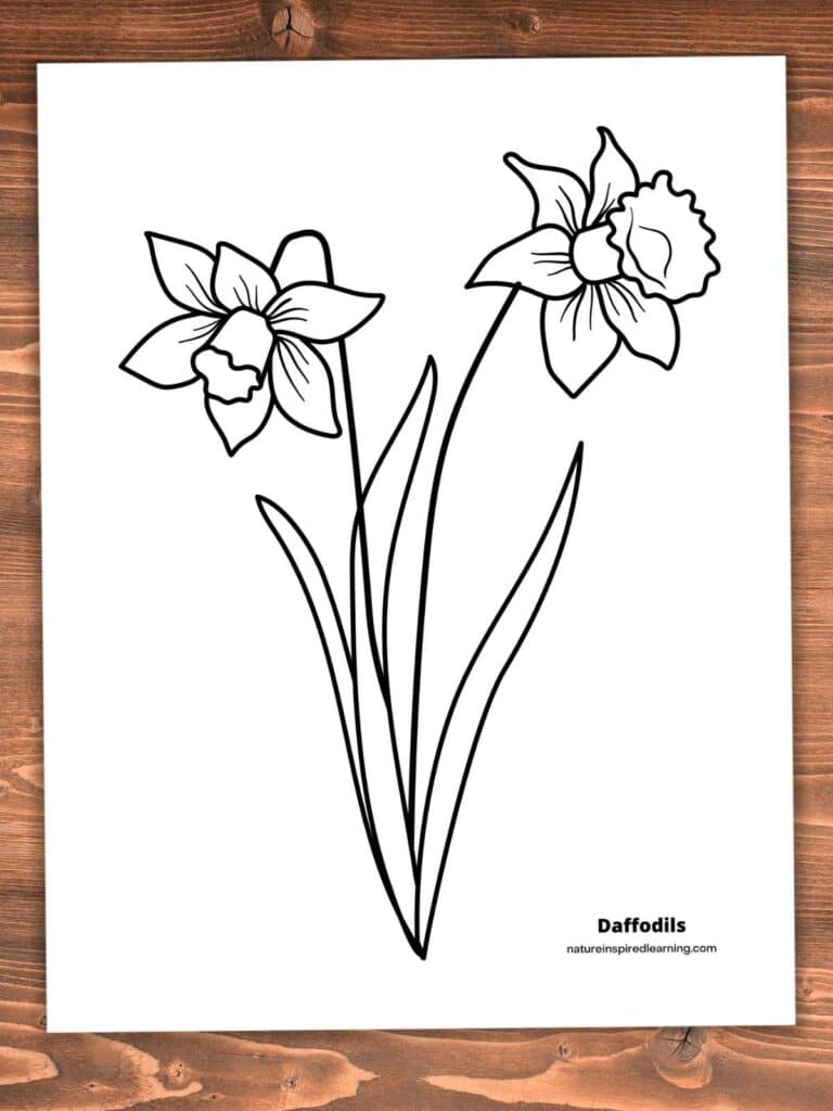two basic daffodil flowers in black and white with stems and leaves. Printable on wooden background.