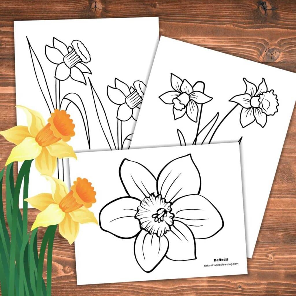 Three printable daffodil coloring sheets overlapping on a wooden background. Realistic black and white images. Two colorful yellow daffodils bottom left corner with green foliage