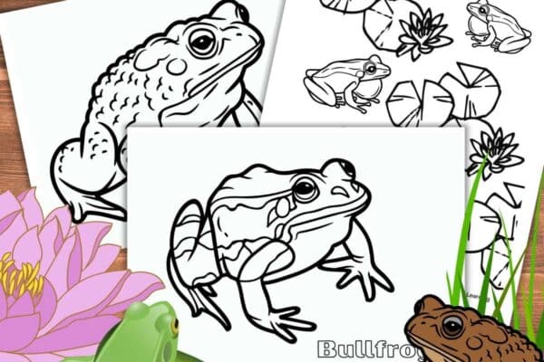 three frog coloring pages with realistic frog designs. Green frog on a lily pad with purple flower bottom left. Brown toad with green grass bottom right.