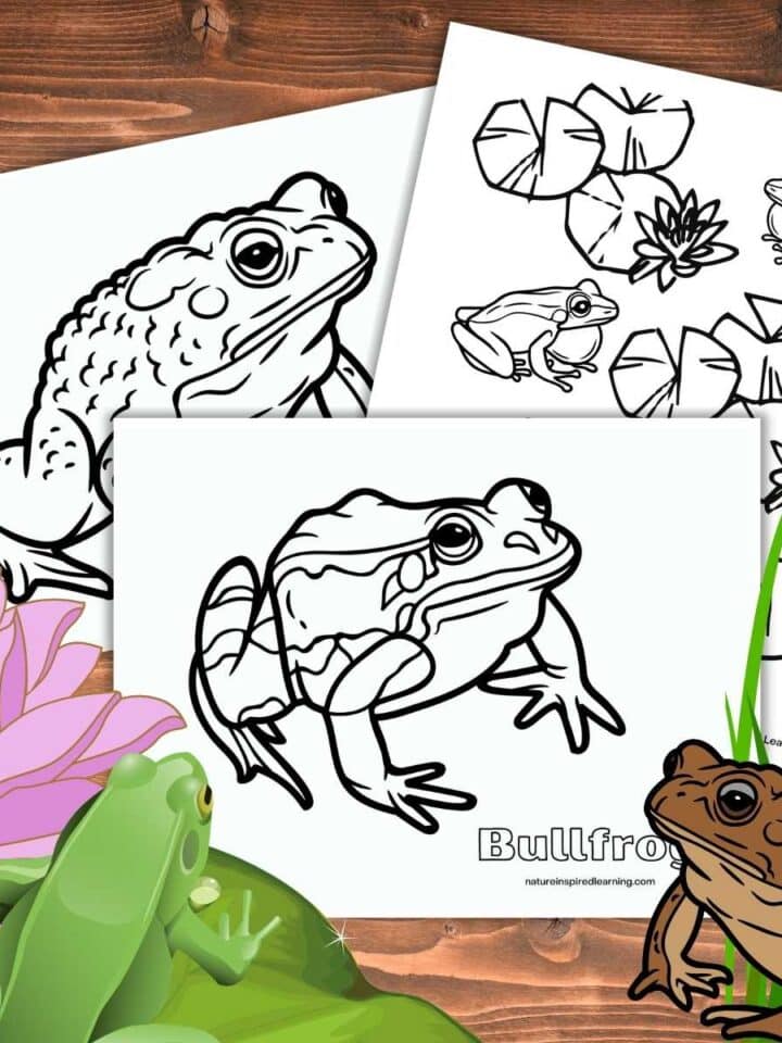 three frog coloring pages with realistic frog designs. Green frog on a lily pad with purple flower bottom left. Brown toad with green grass bottom right.
