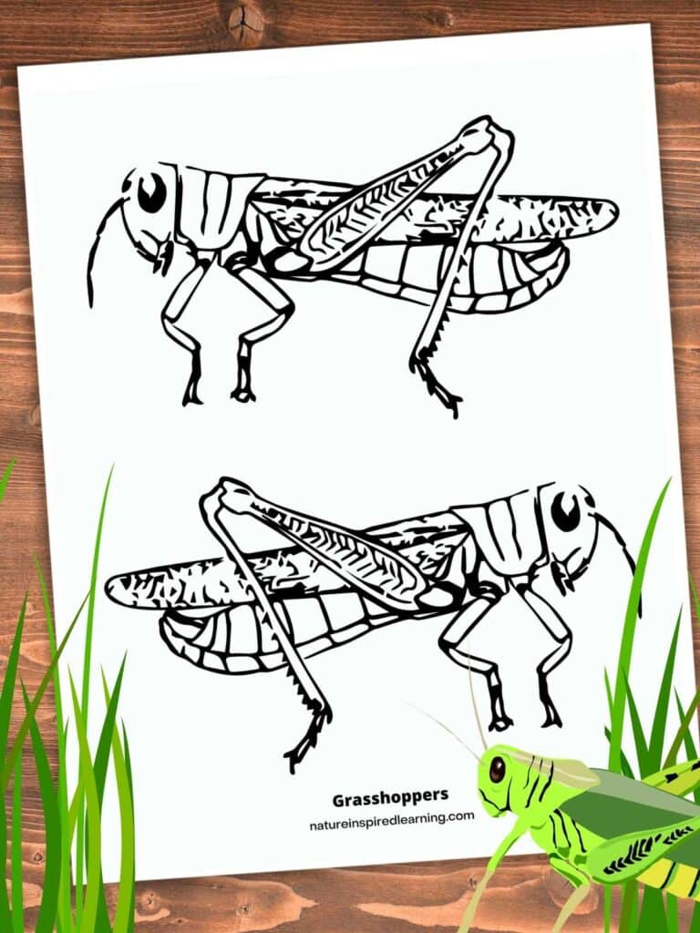 Two simple grasshopper designs on a printable. On a wooden background with green grass and green grasshopper bottom corners.