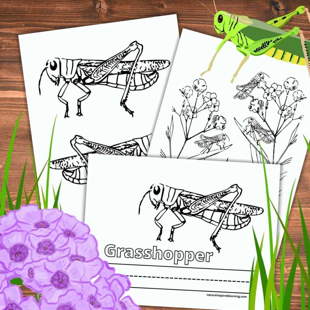 three free printable grasshopper coloring pages overlapping each other on wooden background. Purple flower with green grass and green grasshopper on three of the corners.