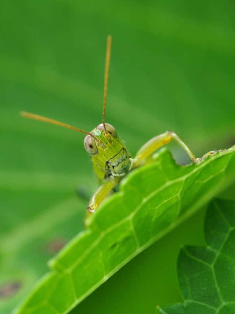 green grasshopper peaking up from on top of a green leaf