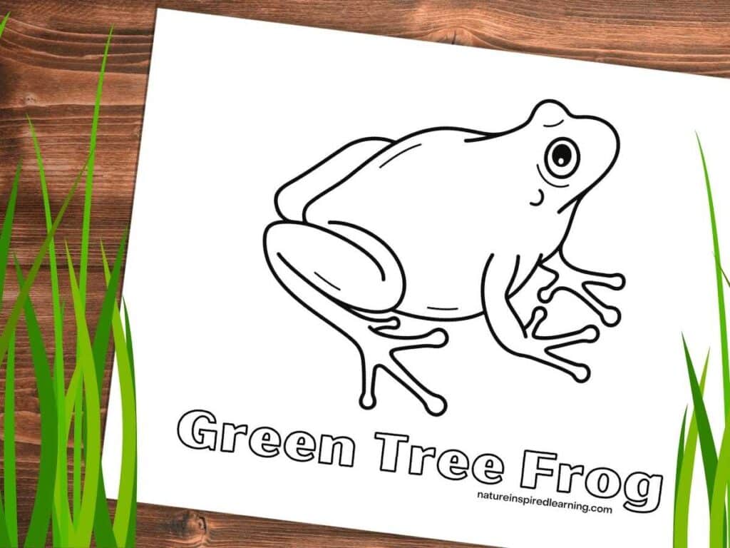 Simple green tree frog coloring page with one large frog. Printable on wooden background with green grass right and left side.