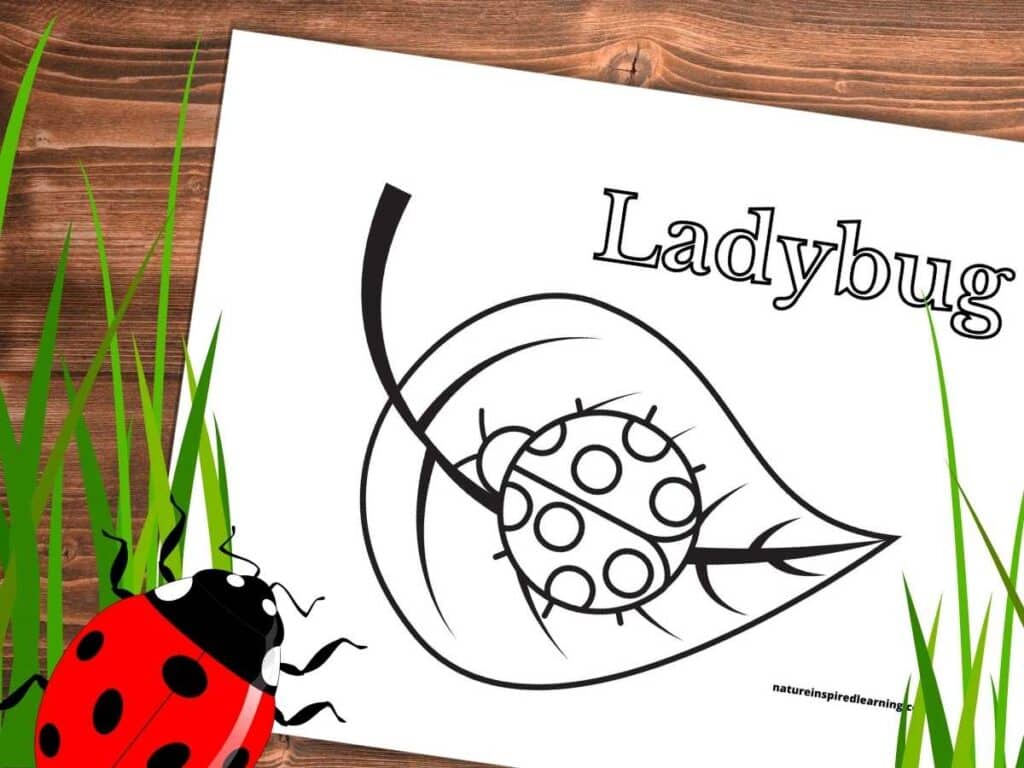 black and white ladybug on a leaf ladybug written in outline form above. Printable on a wooden background with green grass and one red ladybug bottom corner