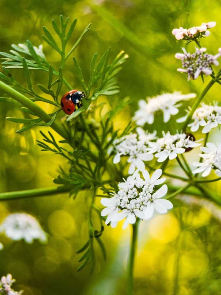 ladybug on a leaf white flowers blooming