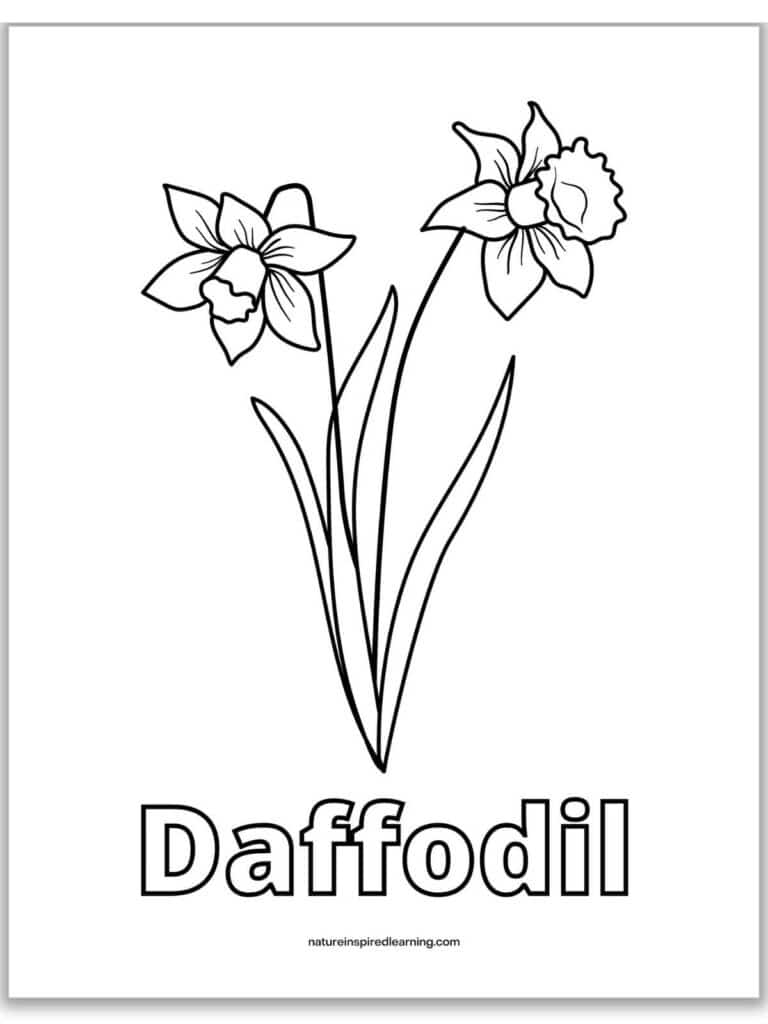two daffodils blooming with stems and greenery above word daffodil written in outline form