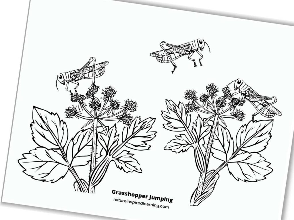 grasshoppers on plants and one jumping coloring page