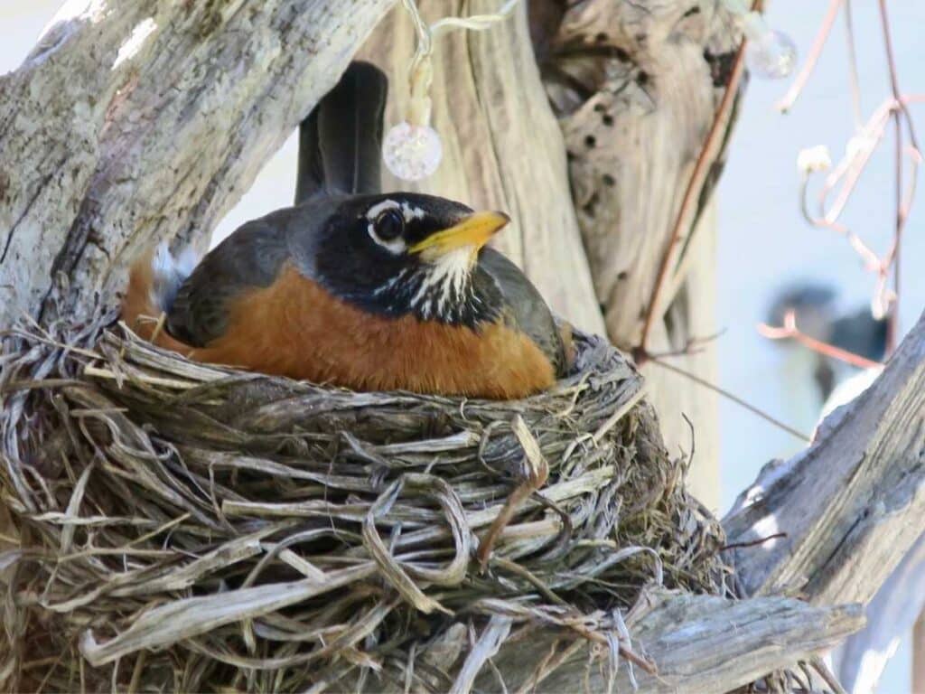 robin sitting on her nest in spring