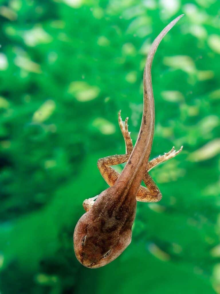 tadpole swimming with front and back legs