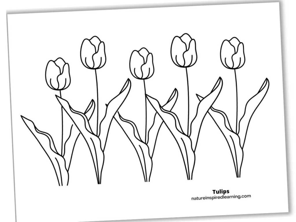 simple tulip design with five flowers in a row.