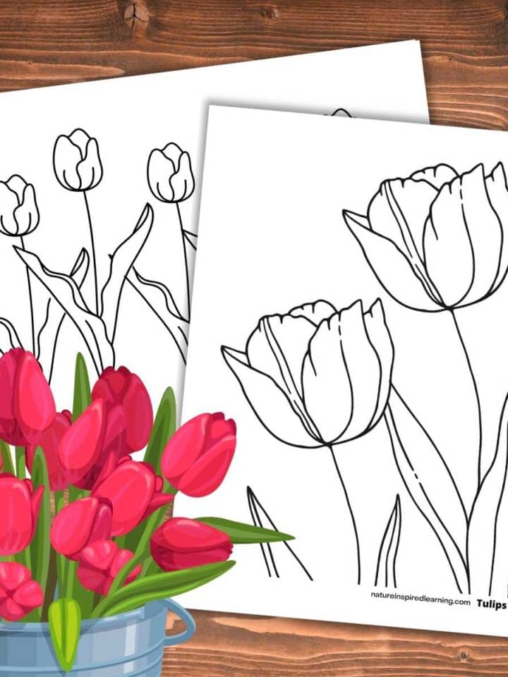 two black and white tulip coloring sheets overlapping on a wooden background. Bucket full of dark pink unopened tulips bottom left.