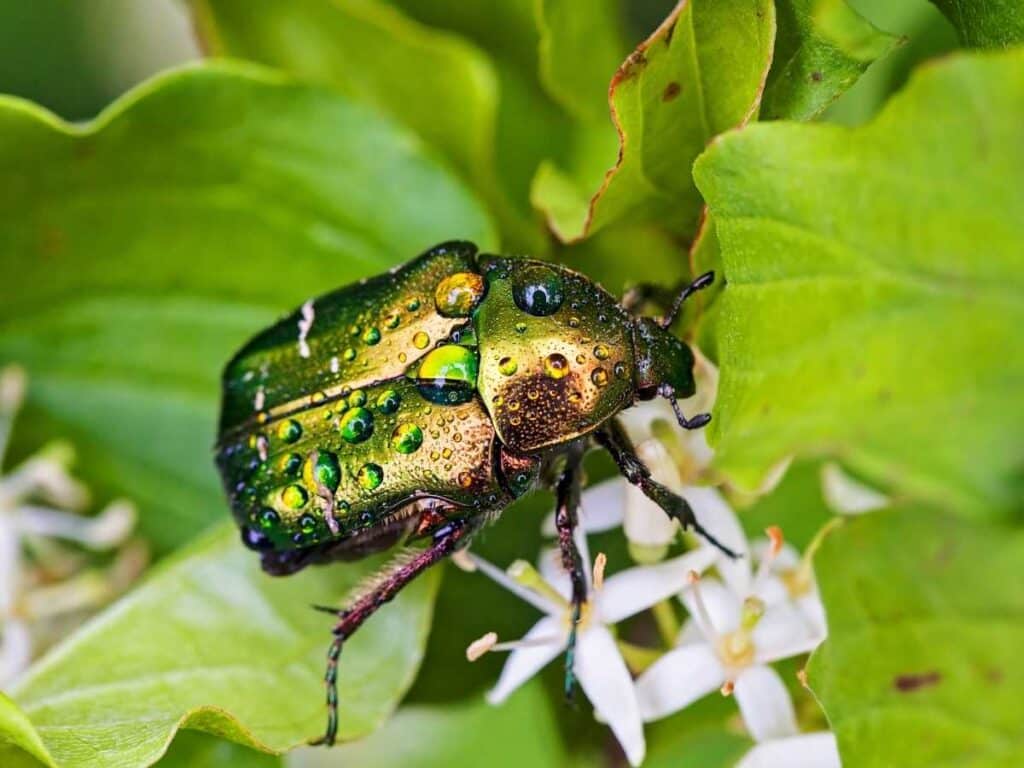 shiny green beetle with water droplets on body crawling on a white flower and green leaves