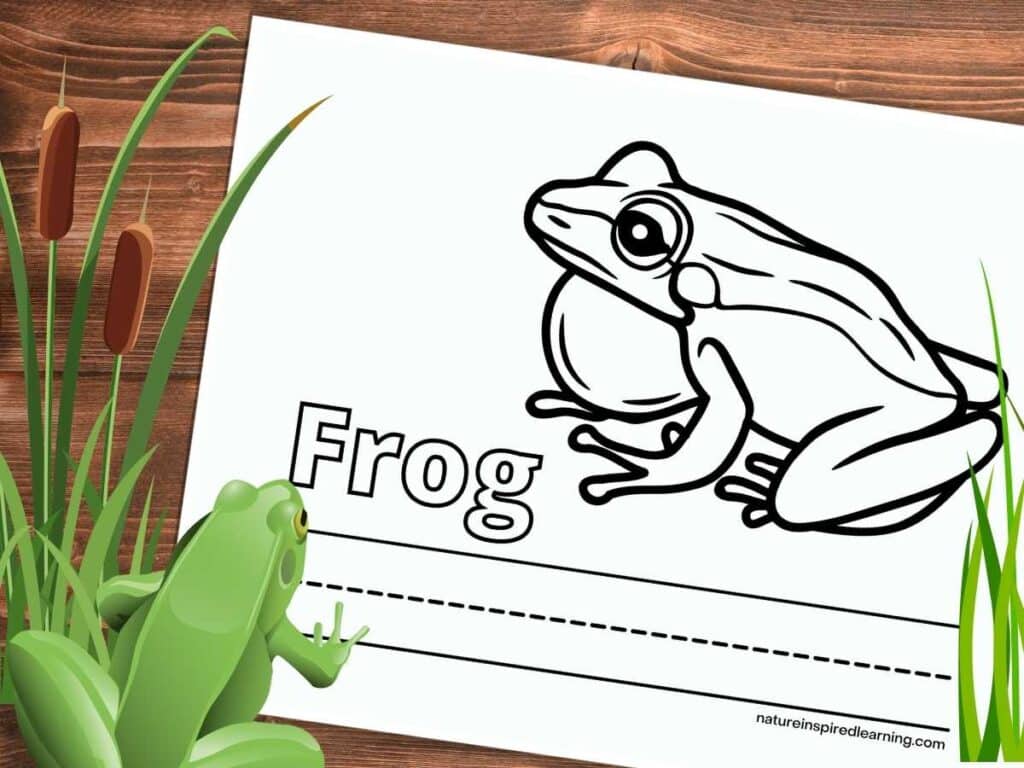 Color and Write frog coloring page with simple frog design. Printable on a wooden background. Cattails with green frog bottom left. Green grass bottom right.