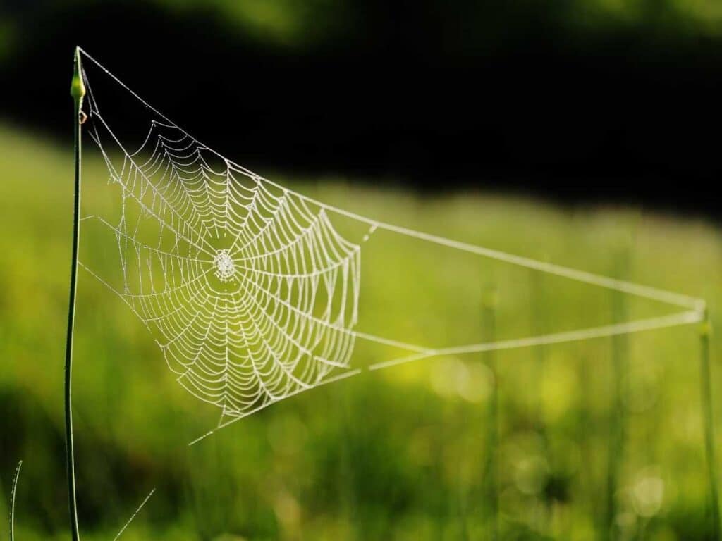 spider web attached to a plant stalk in a field