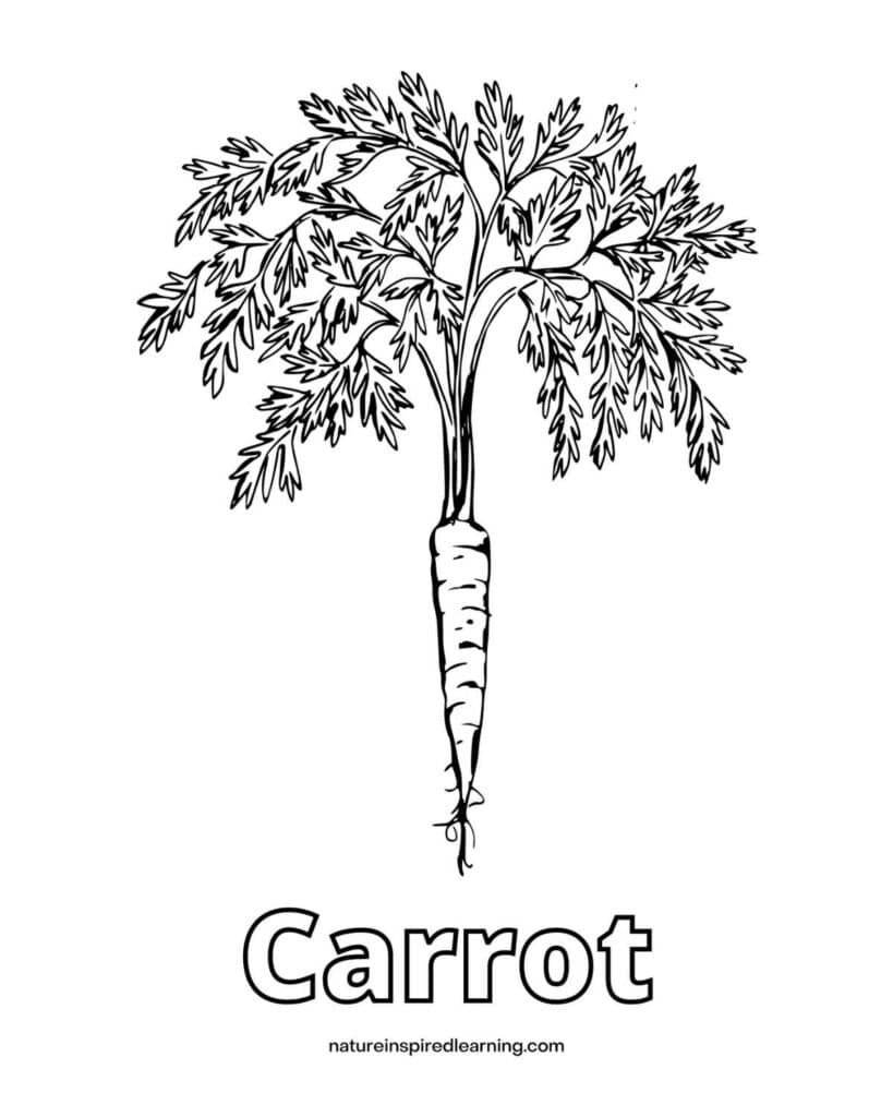 one black and white garden carrot with a large top of greens. Word Carrot written below in outline form