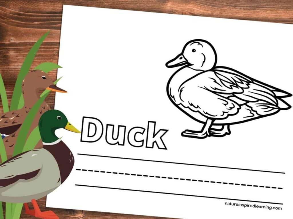 printable with one large realistic duck with the word Duck written in outline form and lines below the image. Coloring page on a wooden background with a male and female duck in green grass left side.
