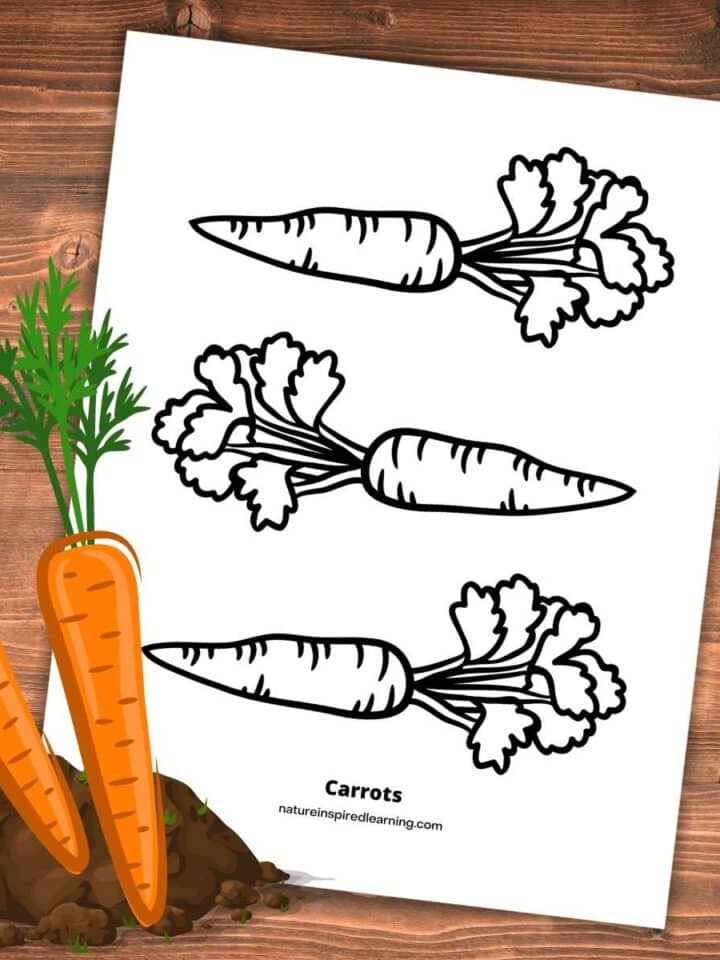 printable with three black and white carrots on a wooden background. Colorful orange carrots over dirt bottom left