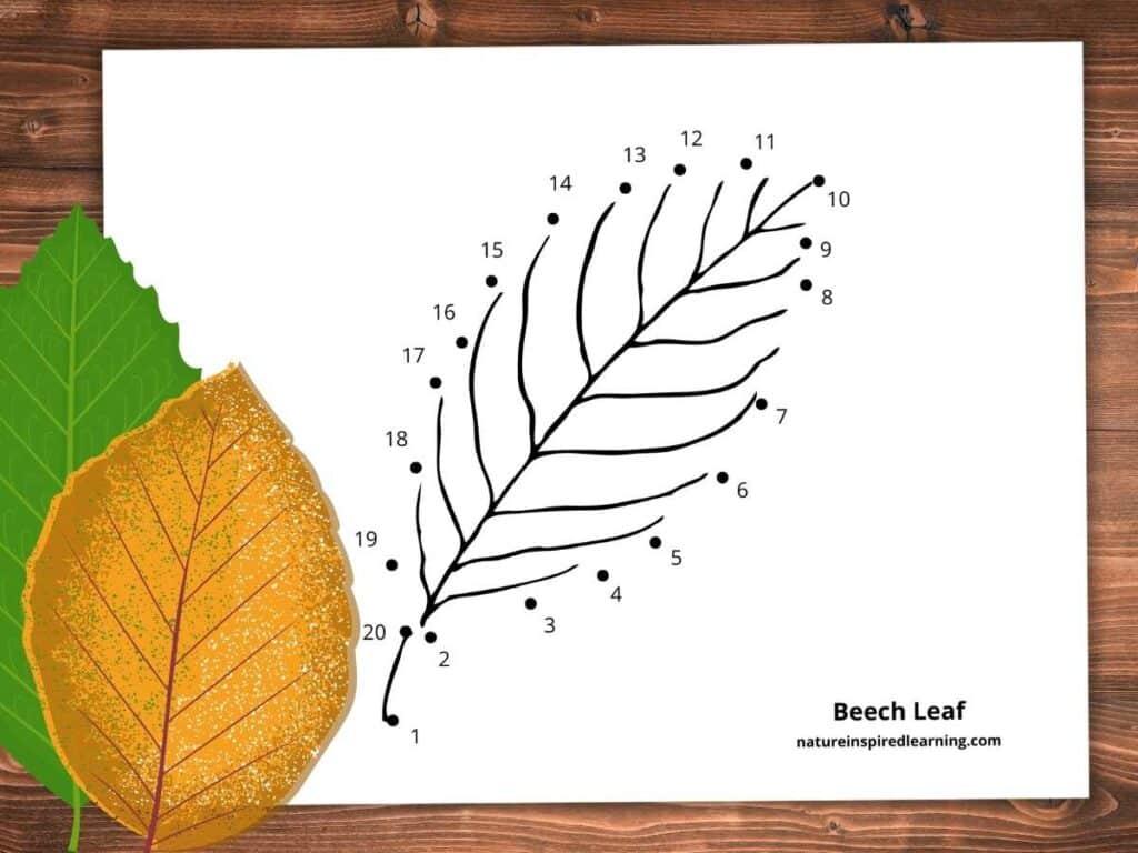 connect-the-dots worksheet with leaf design on a wooden background with green and yellow beech leaves bottom left