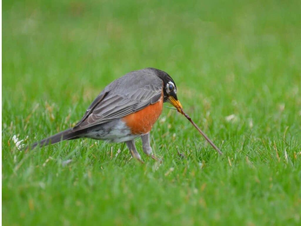robin pulling a worm out of the lawn with its beak