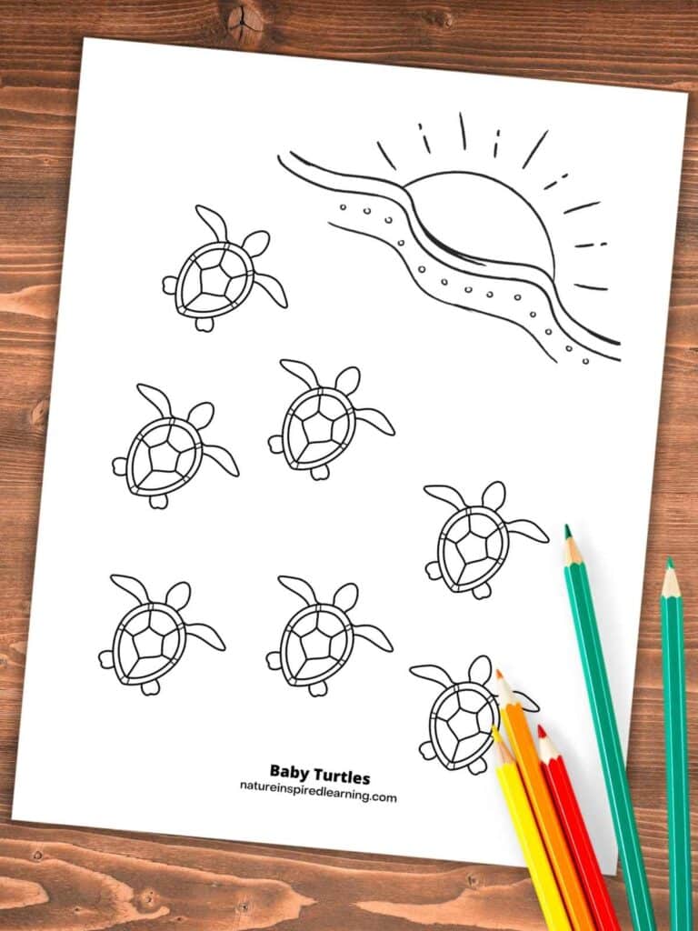 coloring page with baby sea turtles heading towards ocean with sun. Printable on a wooden background with colored pencils bottom right.