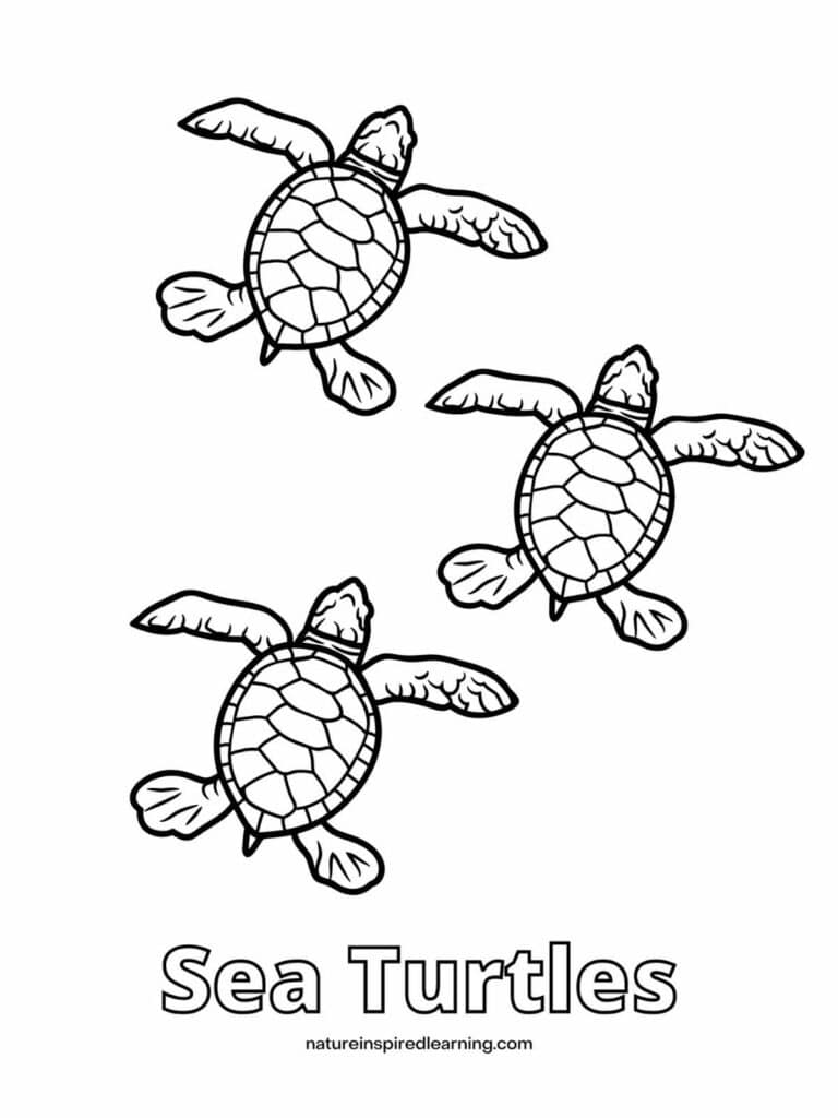 Beautiful Sea Turtle Coloring Pages - Nature Inspired Learning