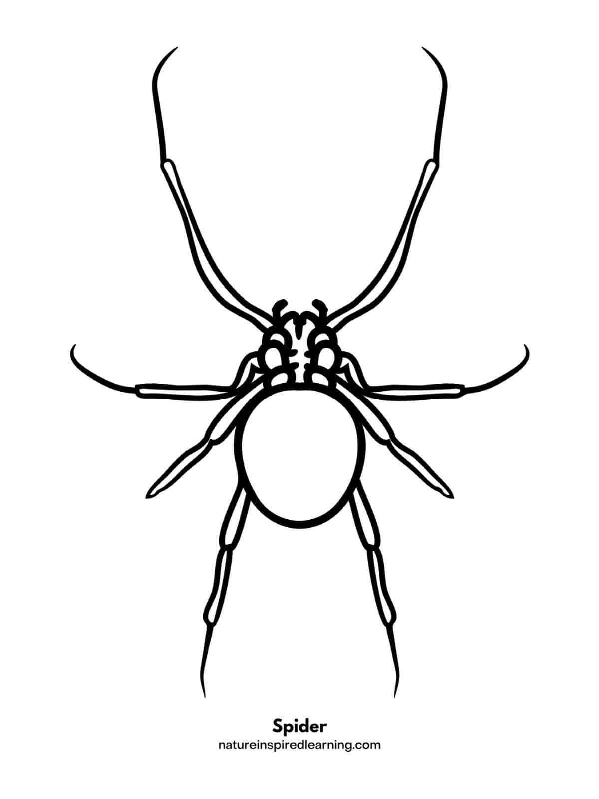 simple outline of a black widow spider to color