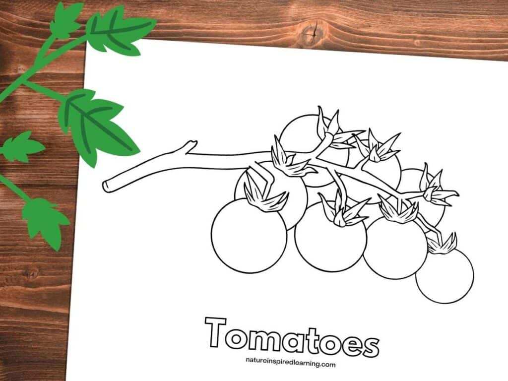 black and white image of tomatoes on the vine with Tomatoes written in outline form below. Printable on a wooden background green tomato stem and leaves top left