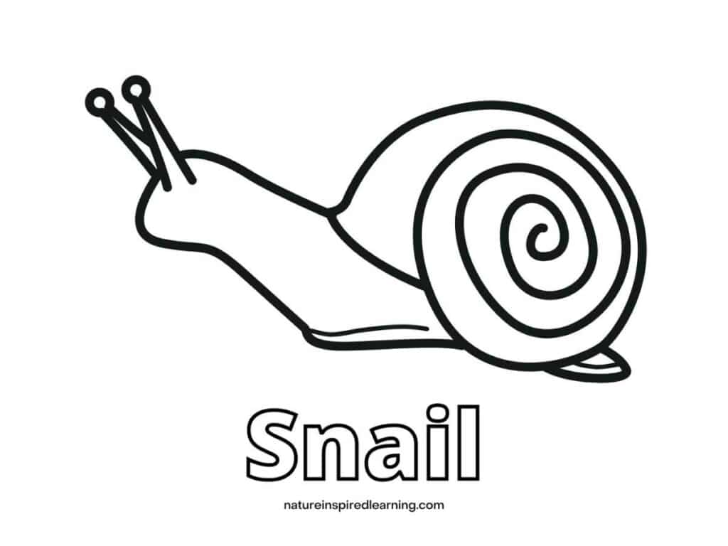 simple nail with a spiral shell Snail written in outline form below black and white image