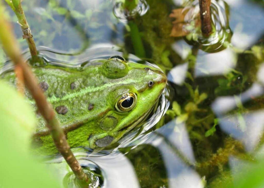 green bull frog in a pond with water plants