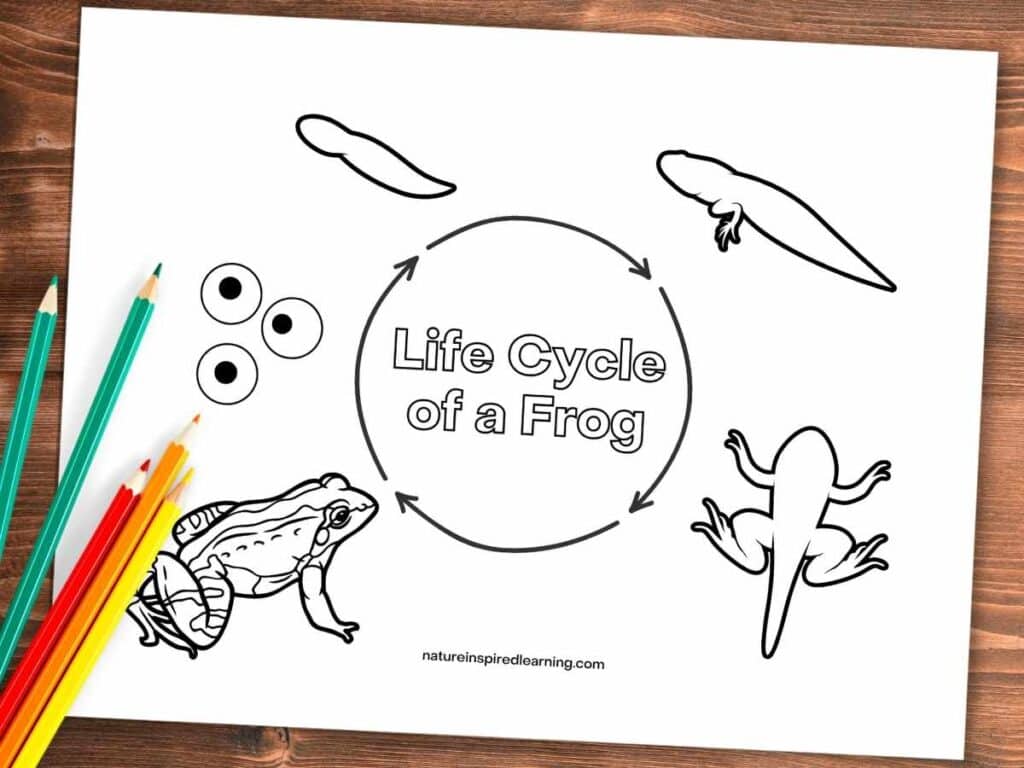 printable with a frog, three eggs, tadpole, tadpole with legs, and a froglet Life Cycle of a Frog in the middle of a circle with arrows. Coloring page on a wooden background with colored pencils bottom left