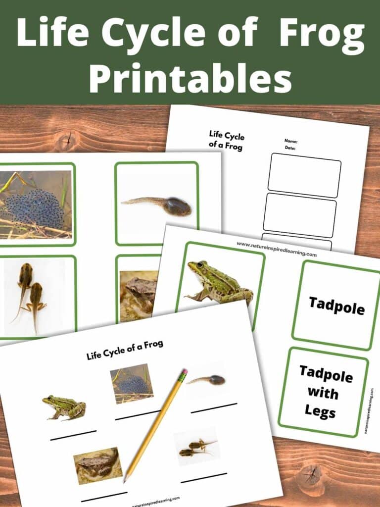 Life Cycle of a Frog Printables written across top with four printable worksheets below. Pencil on a worksheet with real life images of frog stages