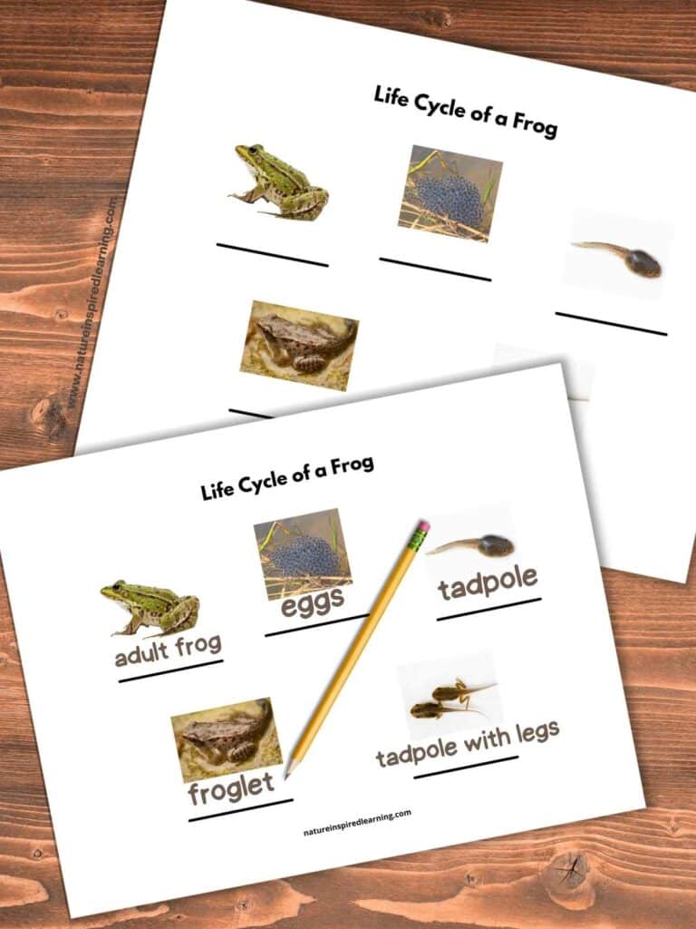 Two life cycle of a frog worksheets overlapping on a wooden background with realistic images of frogs. Pencil on top of the printable