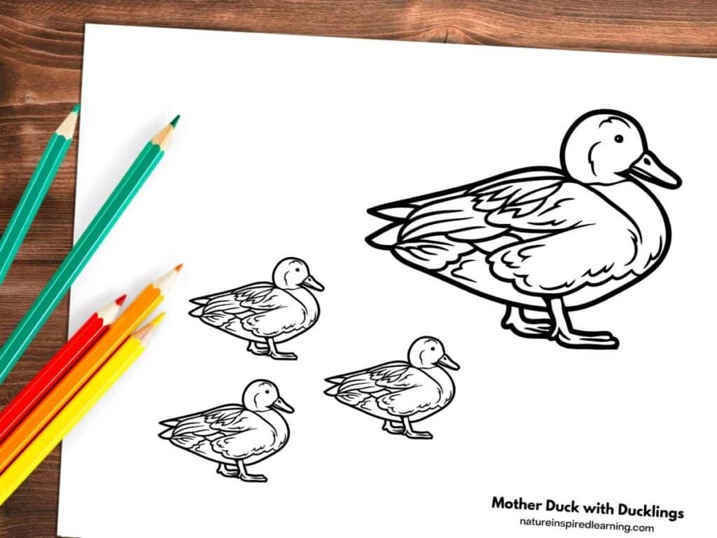 black and white image of a mother duck with three little ducklings following behind. Printable on a wooden background with colored pencils left side