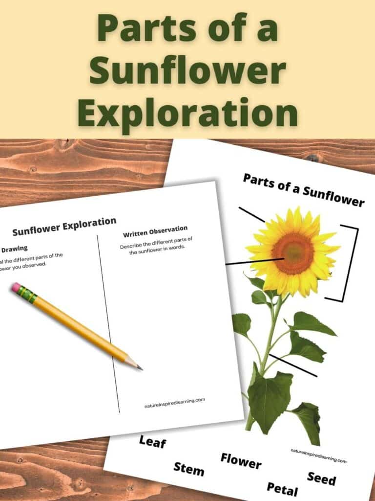 Parts of a Sunflower Diagram Worksheet with a Sunflower Exploration Printable overlapping on a wooden background with a pencil on printable. Parts of a Sunflower Exploration across top