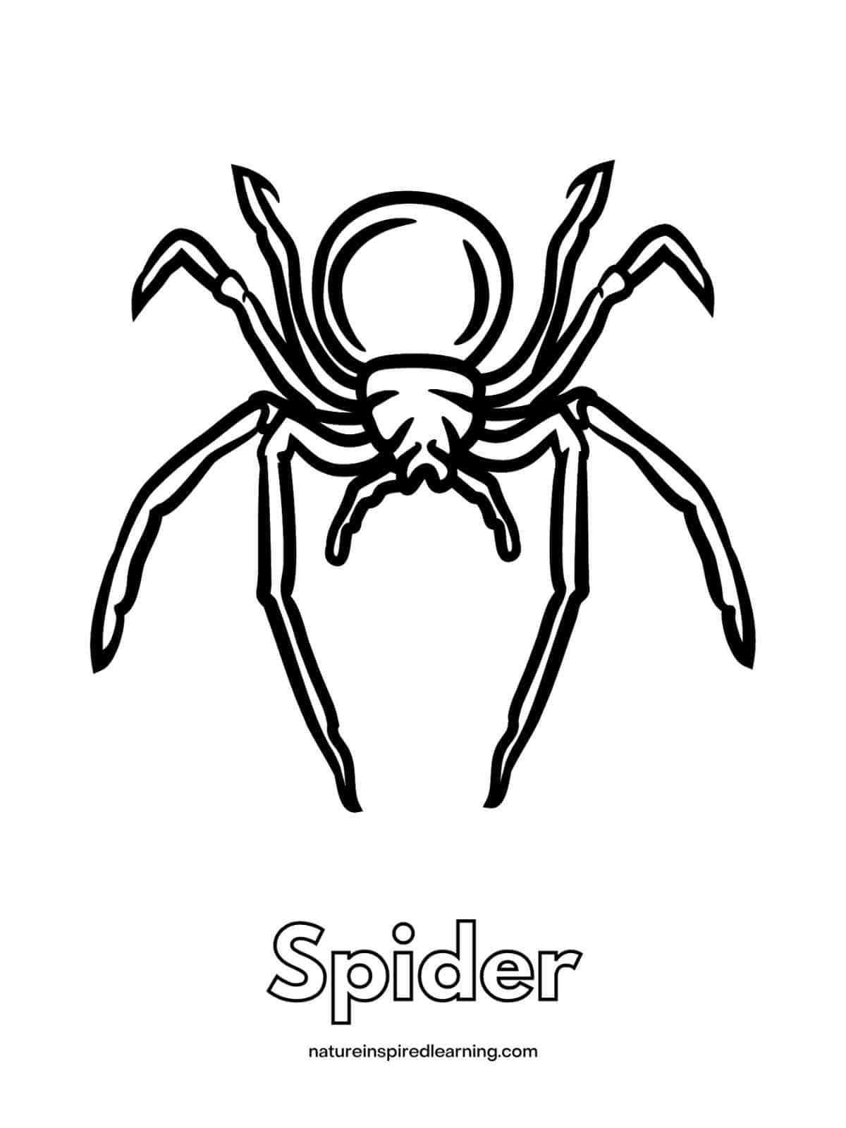 sheet with black and white spider over the word Spider written in outline form
