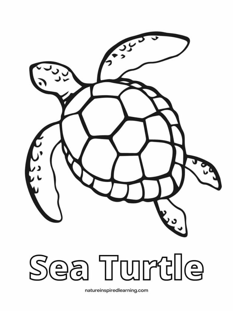 cute baby sea turtle coloring pages