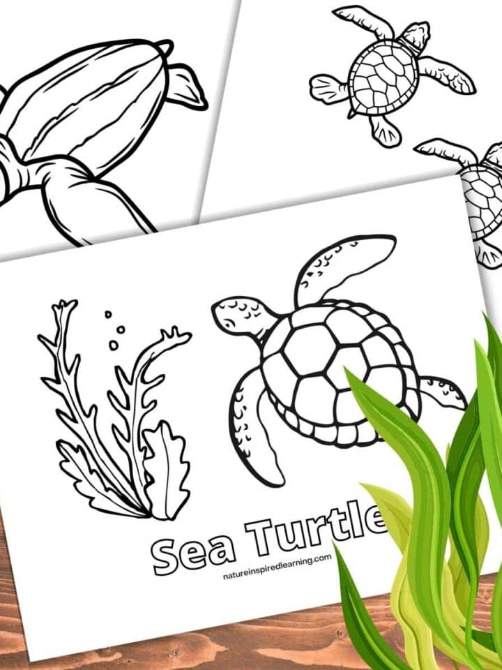 three overlapping sea turtle coloring sheets on a wooden background with green kelp bottom right
