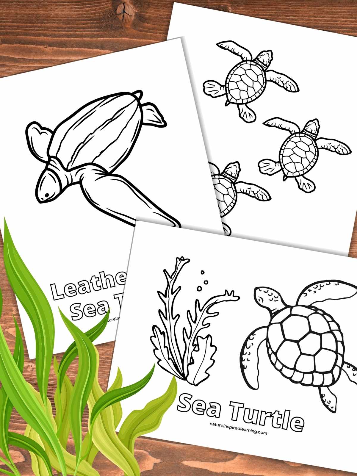 three black and white sea turtle coloring sheets overlapping on a wooden background. Green kelp bottom left